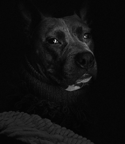 pinbull_pitball pinbull_pitball